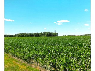 40 Acre Grain Farm with 39.78 acres tillable (per FSA).  

This tract is part of other farms for Horton Farms, Inc. - 40+/- Acre Grain Farm